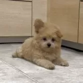 ポメプー(ポメラニアン×トイプードル)【神奈川県・女の子・2025年7月18日・アプリコット】の写真6