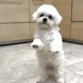 ビションプー(ポメラニアン×ビションフリーゼ)【神奈川県・女の子・2025年7月20日・白、ホワイト、クリーム】の写真5