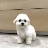 ビションプー(ポメラニアン×ビションフリーゼ)【神奈川県・女の子・2025年7月20日・白、ホワイト、クリーム】の写真6