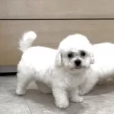 ビションプー(ポメラニアン×ビションフリーゼ)【神奈川県・女の子・2025年7月20日・白、ホワイト、クリーム】の写真7
