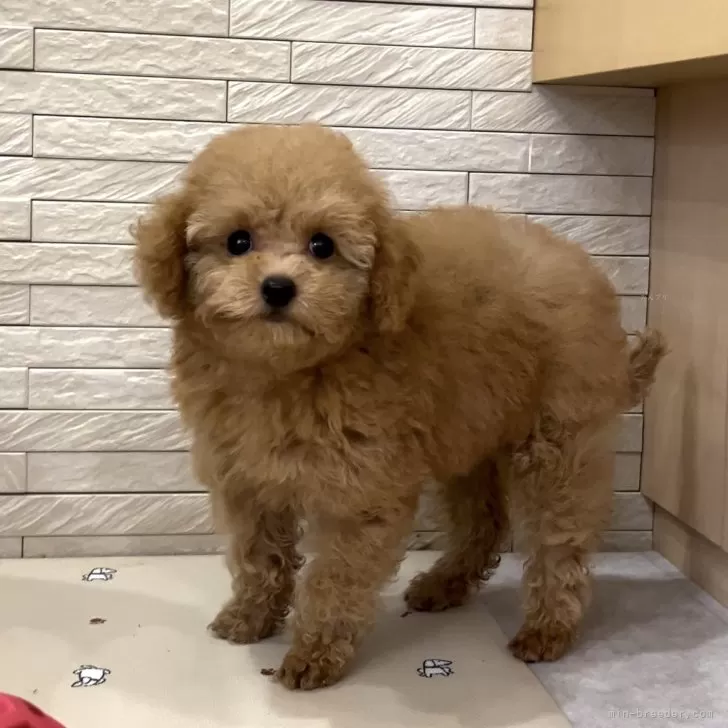ID:2409-00569の子犬