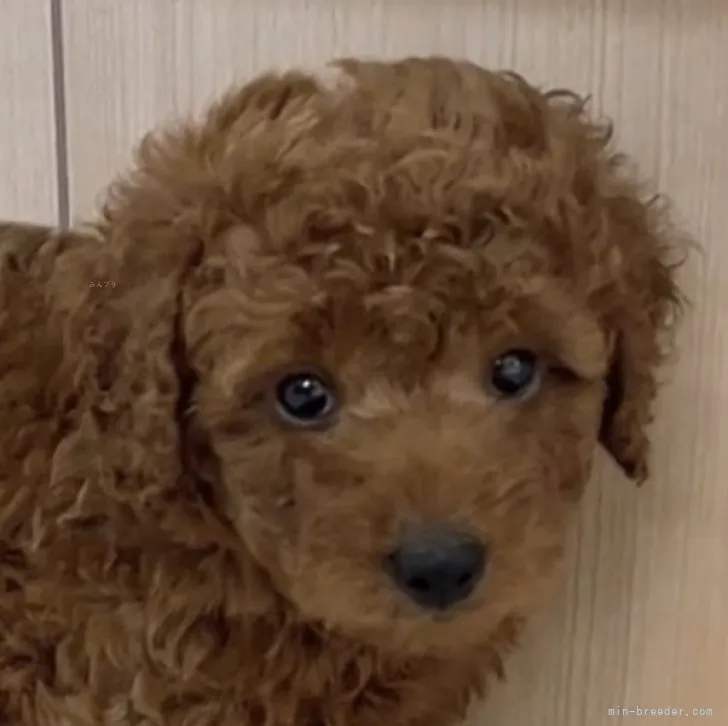 ID:2311-02033の子犬