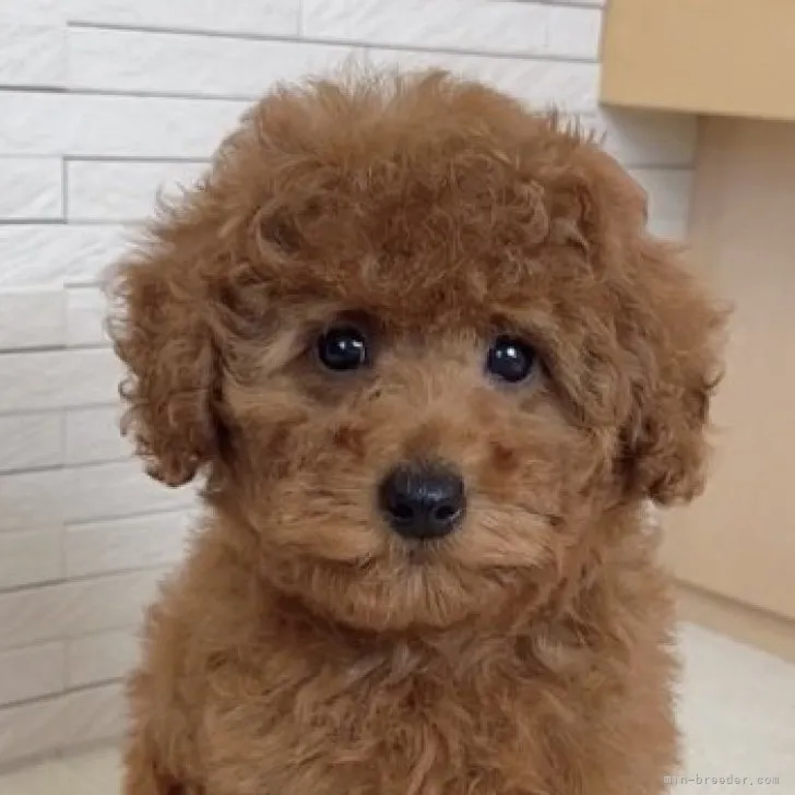 ID:2309-02138の子犬