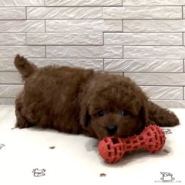 T.O 様のお迎えした子犬