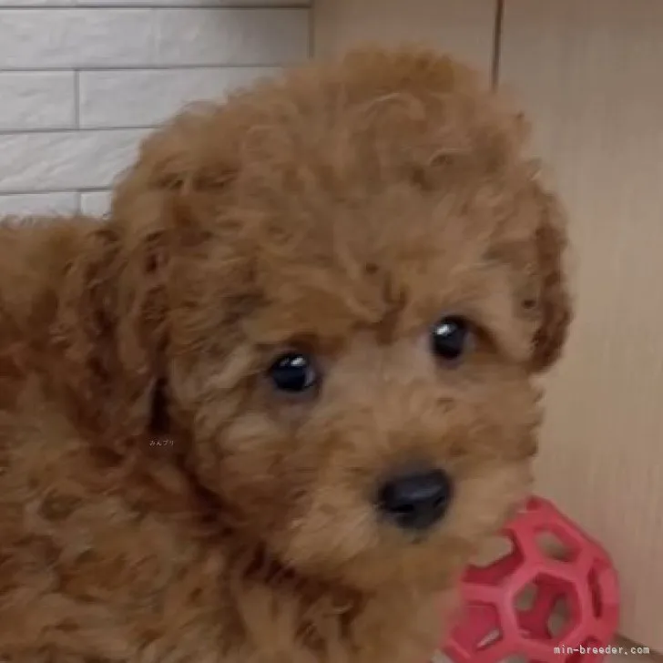 ID:2309-02428の子犬