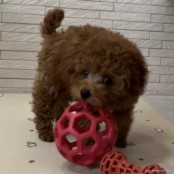 ID:2405-05239の子犬