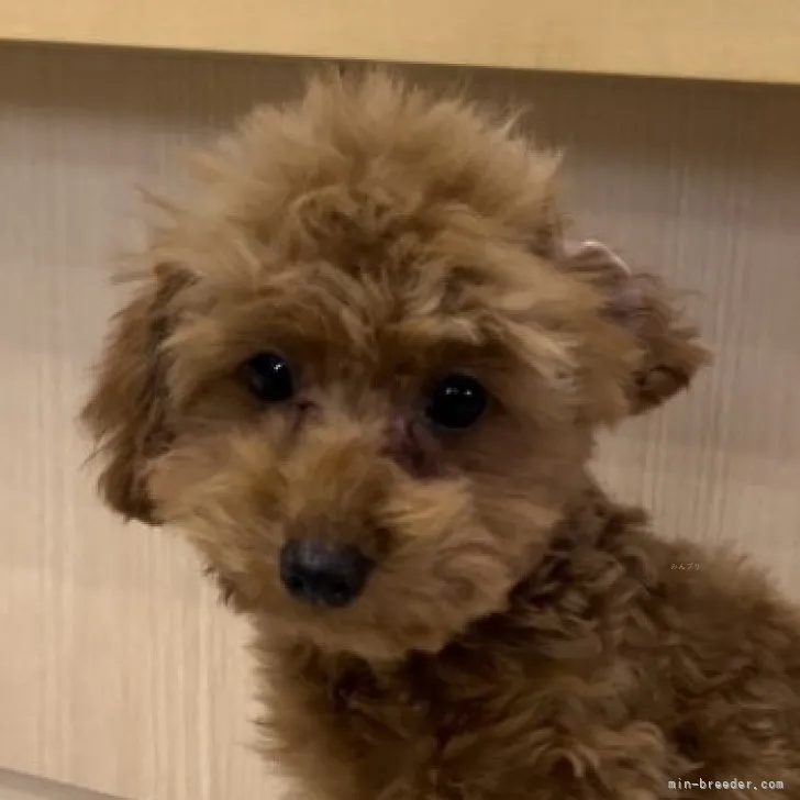 ID:2312-00866の子犬