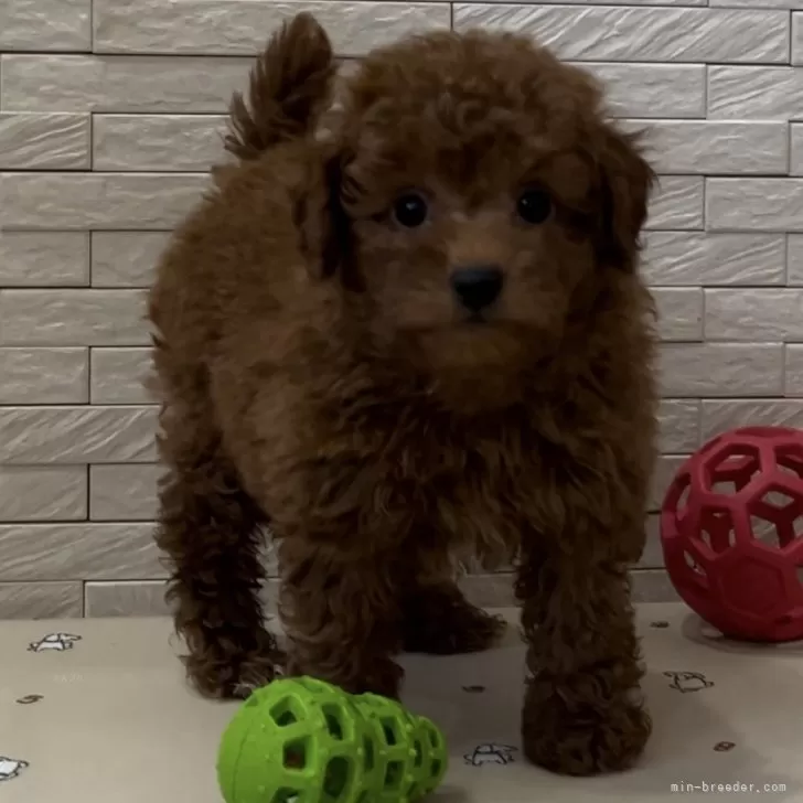 ID:2405-01802の子犬