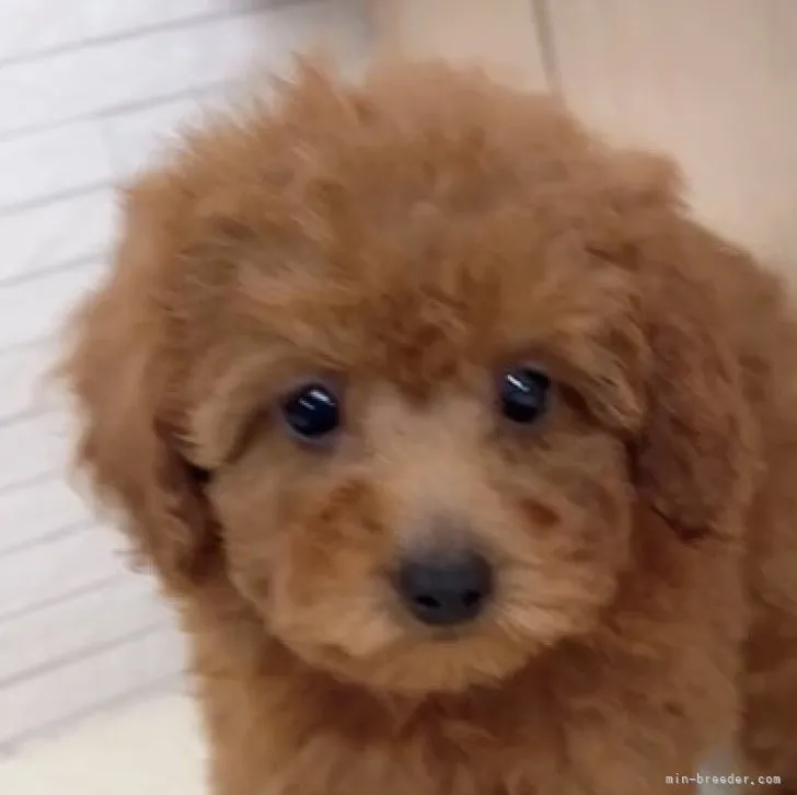 ID:2309-00805の子犬