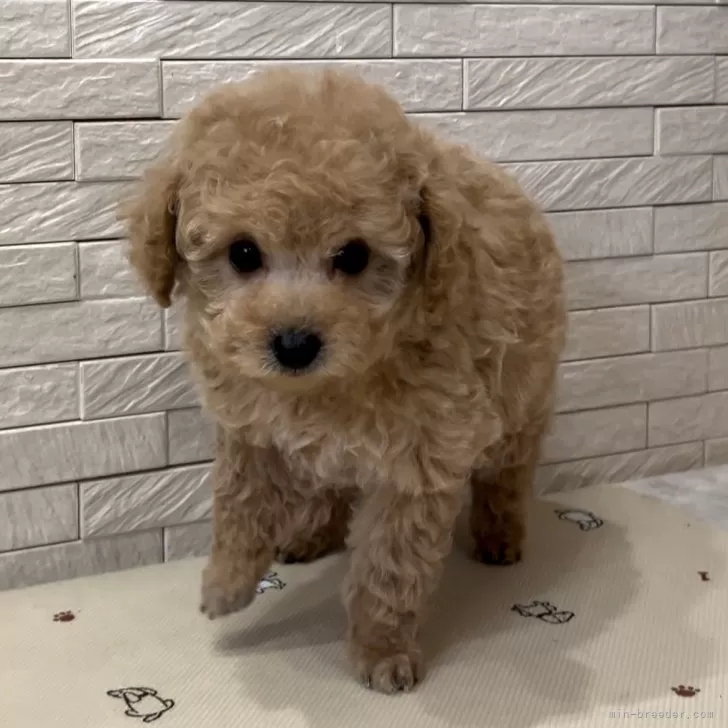 プーちゃん 様のお迎えした子犬