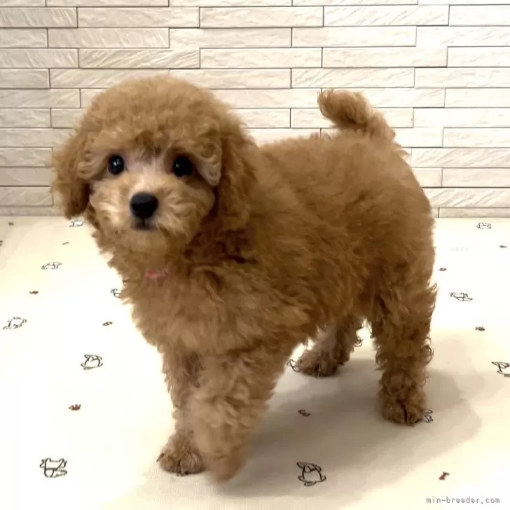 テル 様のお迎えした子犬