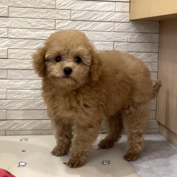 トイプードル(タイニー)【神奈川県・女の子・2024年7月20日・レッド】の写真「小柄で顔立ちがよく、おっとりした癒し系の女の子。」