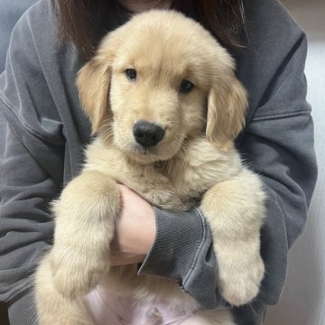 ゴールデンレトリバー【千葉県・男の子・2025年9月8日・ゴールド】の写真「インスタ#アイケーブラザーズ」