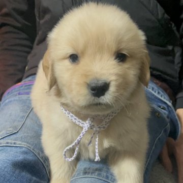 ゴールデンレトリバー【千葉県・男の子・2025年11月3日・ゴールド】の写真「インスタ#アイケーブラザーズ　父親チャンピオン🐶」