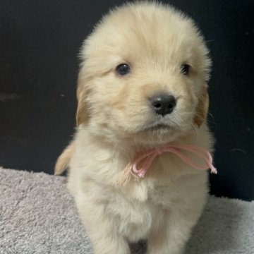 ゴールデンレトリバー【千葉県・男の子・2025年11月3日・ゴールド】の写真「インスタ#アイケーブラザーズ　父親チャンピオン🐶」