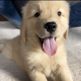 ゴールデンレトリバー