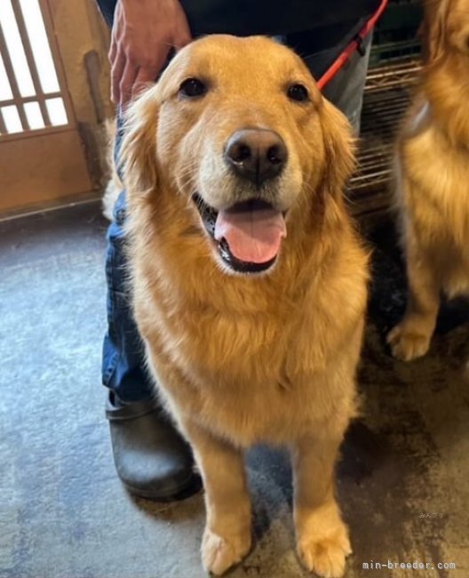 ゴールデンレトリバー【・女の子・2021年2月26日・ゴールド】