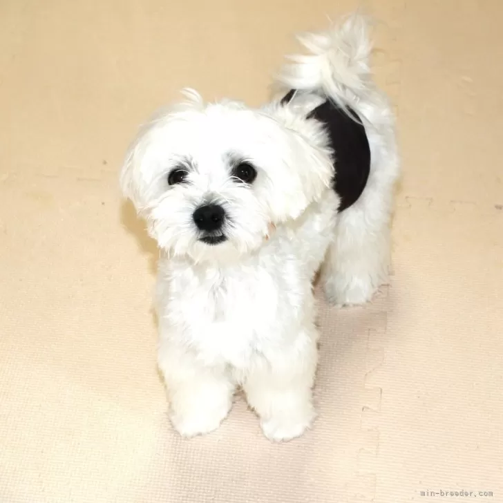 ID:2406-06485の子犬