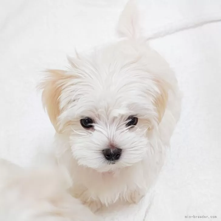 ID：2506-05398の子犬