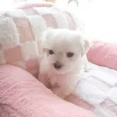マルチーズ