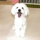 マルチーズ