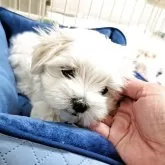 マルチーズ