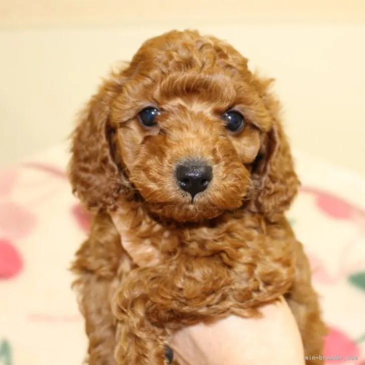 ID：2212-01737の子犬