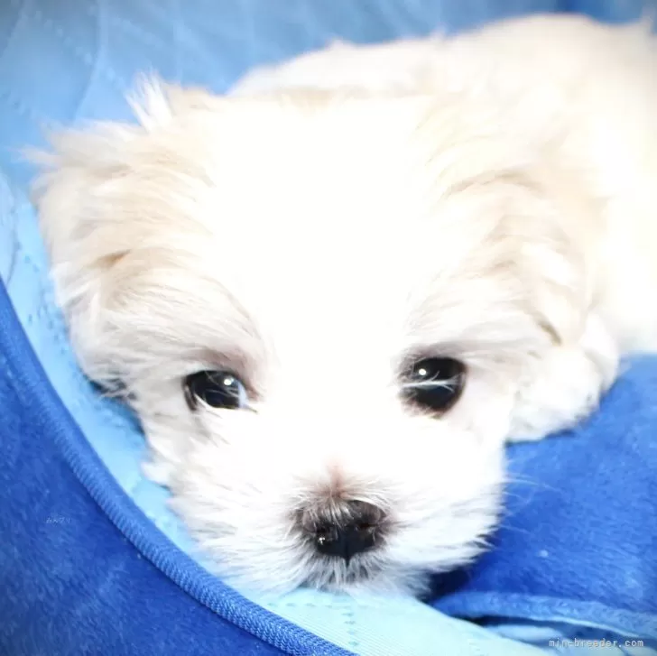 M.T 様のお迎えした子犬
