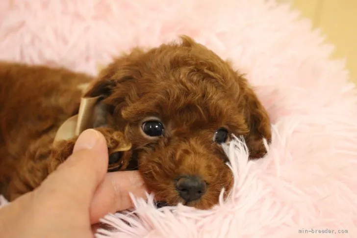 ID:2110-01008の子犬