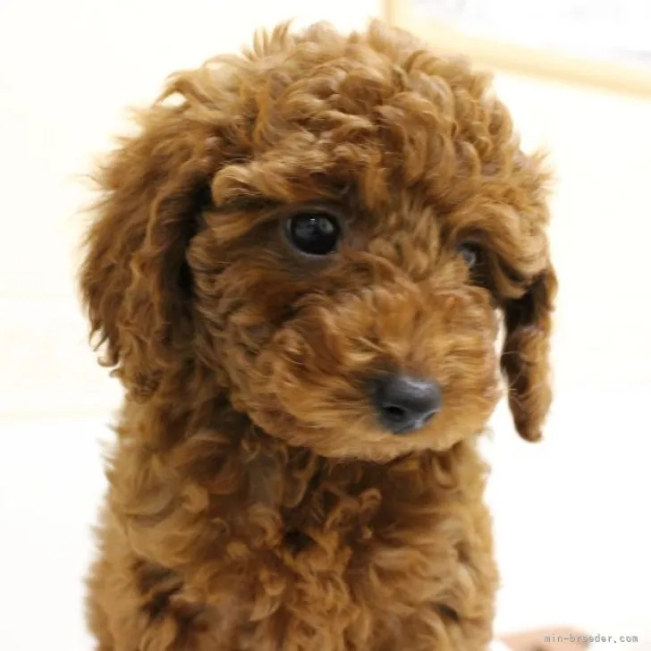 ID:2212-01742の子犬