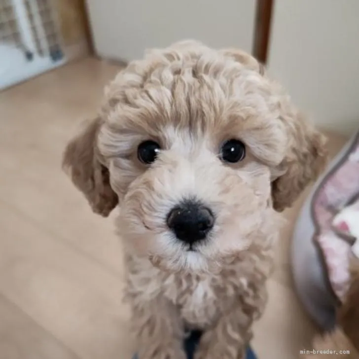 ID：2206-00628の子犬