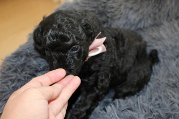トイプードル(トイ)【岐阜県・男の子・2021年9月15日・ブラック】の写真「両親遺伝子検査3項目クリアー」