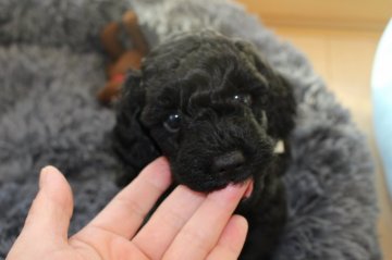 トイプードル(トイ)【岐阜県・男の子・2021年9月15日・ブラック】の写真「両親遺伝子検査3項目クリアー」