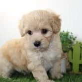 マルプー(マルチーズ×トイプードル)【岐阜県・男の子・2024年5月2日・アプリコット】の写真2