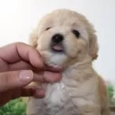 マルプー(マルチーズ×トイプードル)【岐阜県・男の子・2024年5月2日・アプリコット】の写真5