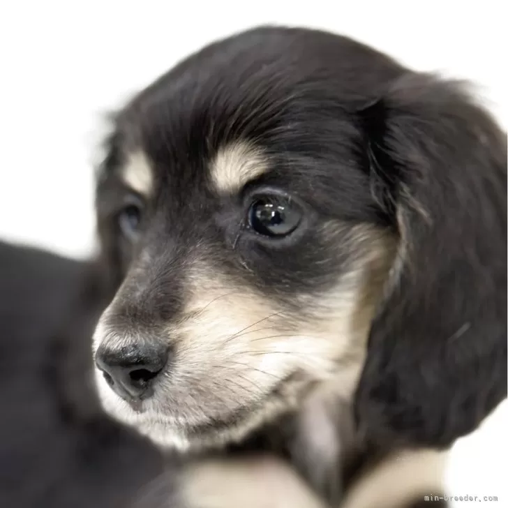 ID:2505-04839の子犬