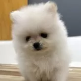 ポメラニアン