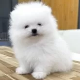 ポメラニアン