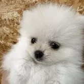ポメラニアン