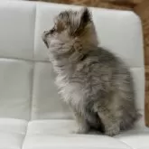 ポメチワ(ポメラニアン×チワワ)【愛知県・女の子・2024年9月20日・フォーン】の写真2