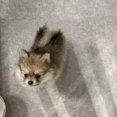 ポメチワ(ポメラニアン×チワワ)【愛知県・女の子・2024年9月20日・フォーン】の写真3