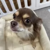 ポメチワ(ポメラニアン×チワワ)【愛知県・女の子・2024年9月20日・ブラックホワイト&タン】の写真7「母親」