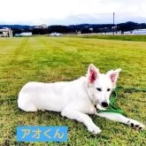 ホワイト・スイス・シェパード・ドッグ【福岡県・男の子・2025年4月23日・ホワイト】の写真3