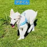 ホワイト・スイス・シェパード・ドッグ【福岡県・男の子・2025年4月23日・ホワイト】の写真14
