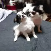 チワワ(ロング)【福岡県・女の子・2025年5月14日・ホワイト&ブラック】の写真6