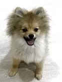 ポメラニアン【福岡県・男の子・2025年9月30日・ウルフセーブル】の写真3「バク毛に成長中元気いっぱいで可愛いですよ」