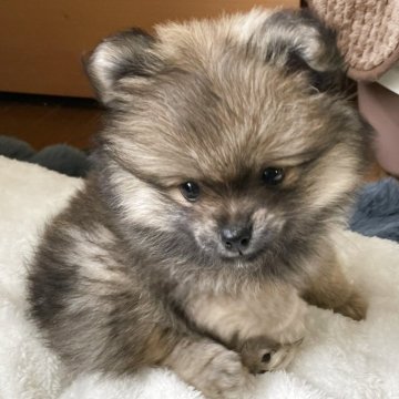 ポメラニアン【福岡県・男の子・2025年9月30日・ウルフセーブル】の写真「元気いっぱいのモフモフの男の子です」