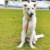 ホワイト・スイス・シェパード・ドッグ