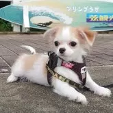 チワワ(ロング)