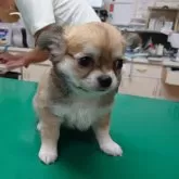 チワワ(ロング)